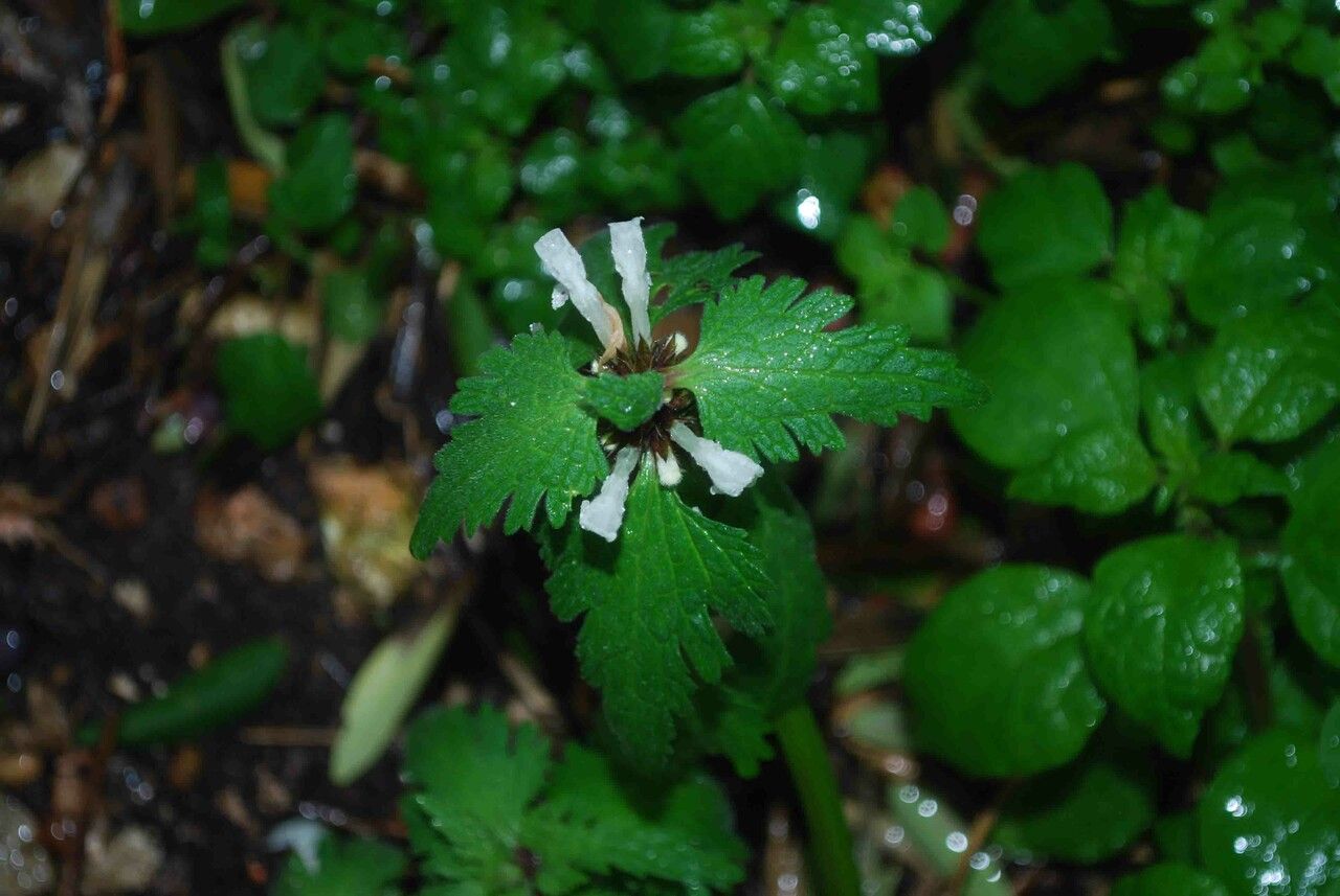 Lamium bifidum flower