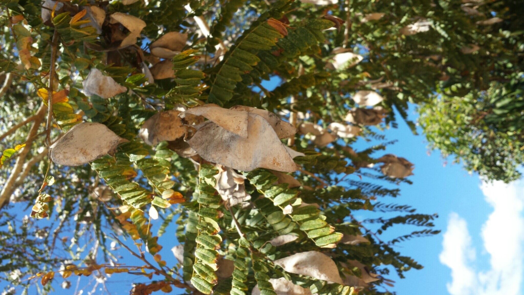 Dalbergia glaucocarpa — houseplant care guide