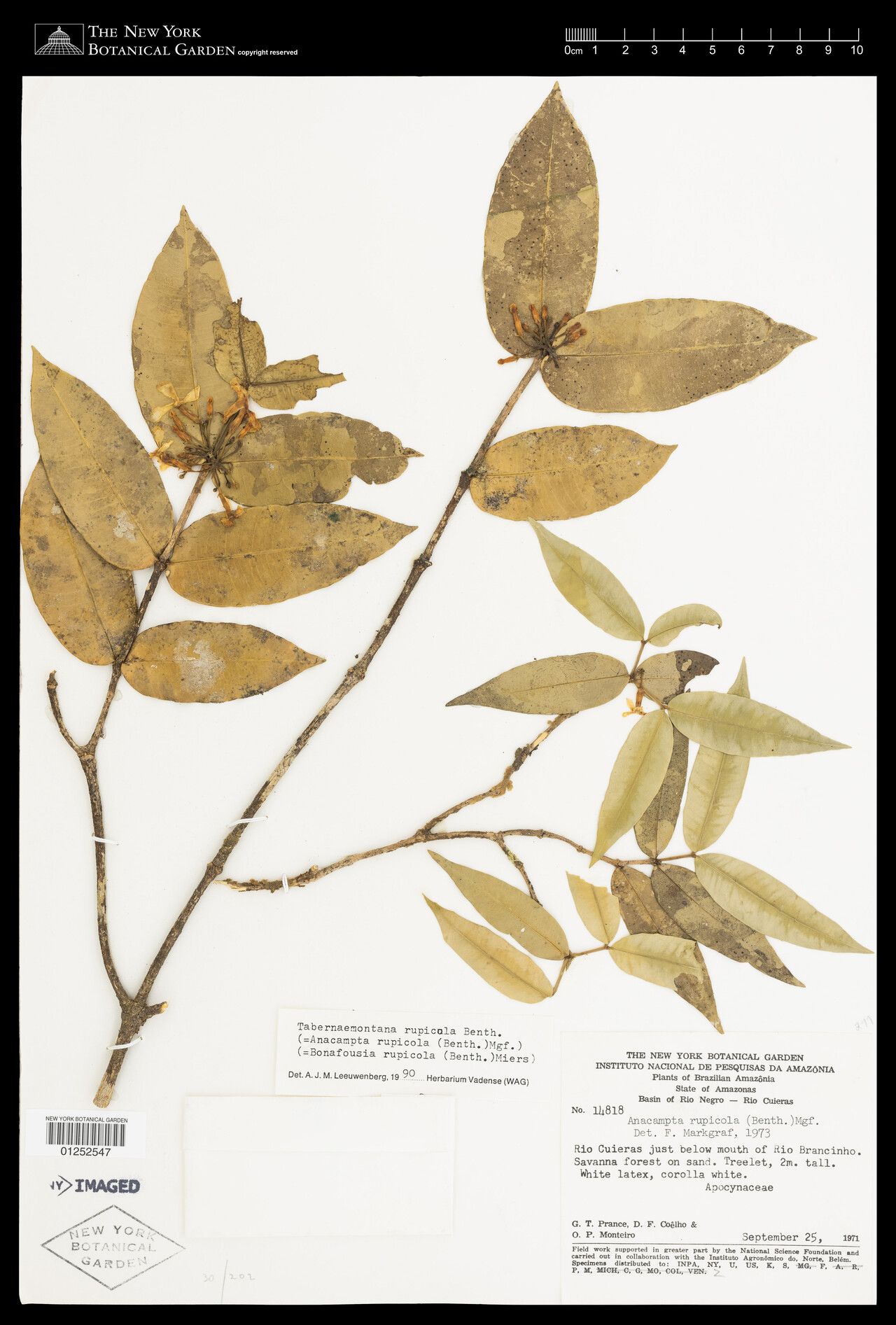 Tabernaemontana rupicola leaf