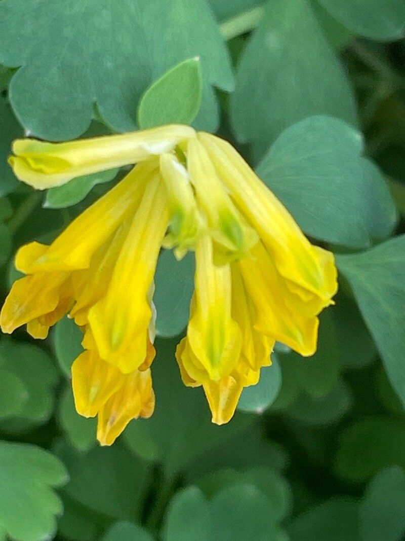 Pseudo-fumaria lutea flower