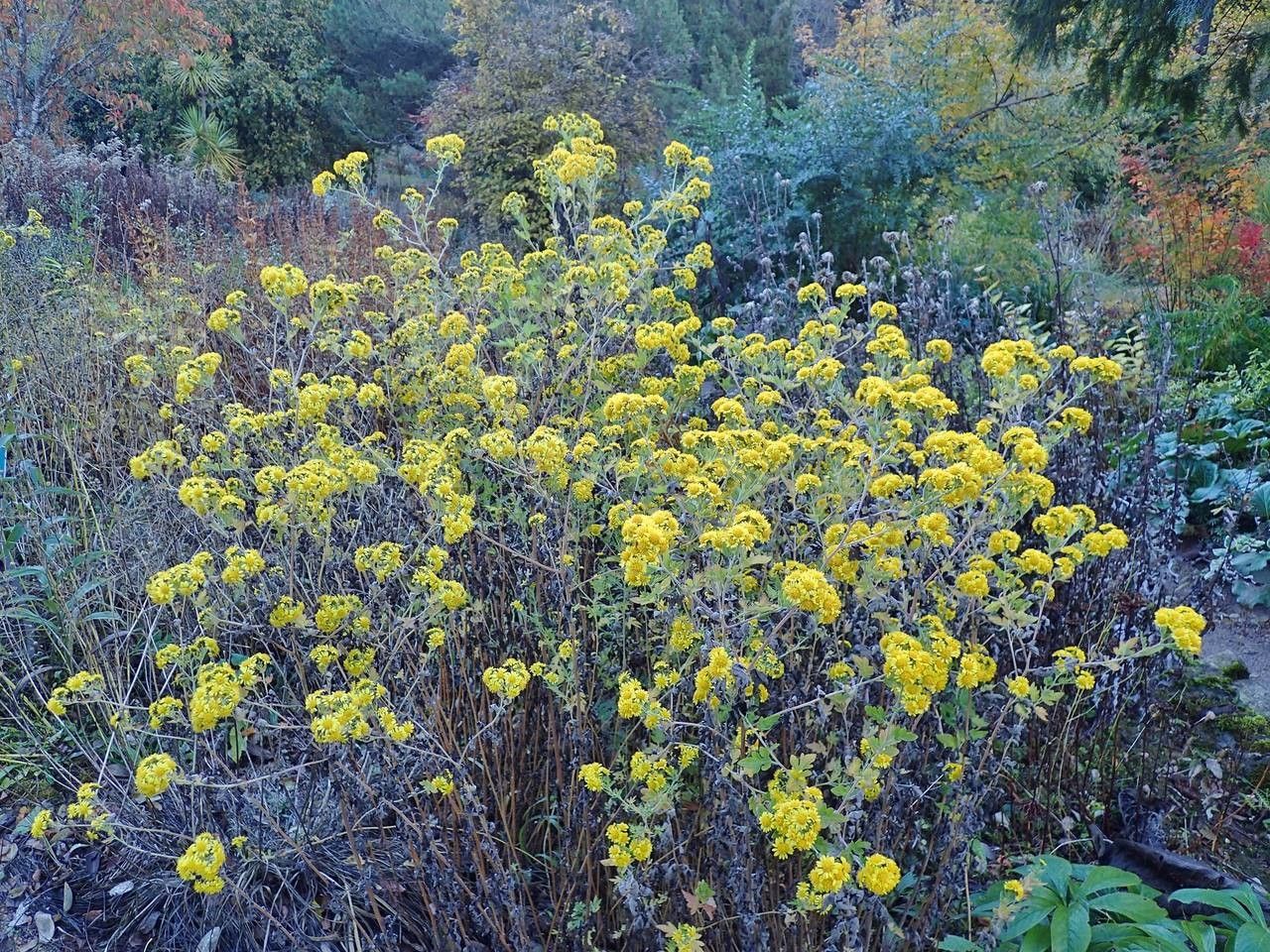 Dendranthema lavandulifolium habit
