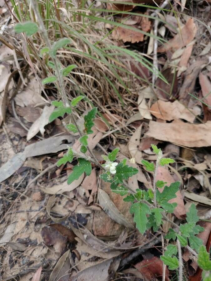 Xanthosia pilosa habit