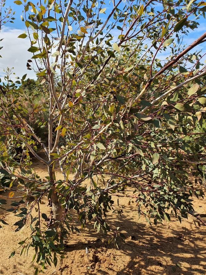 Eucalyptus pyriformis — search result for 'Eucalyptus'