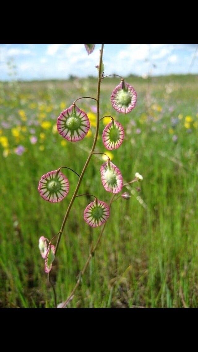 Thysanocarpus radians — related species from the same genus