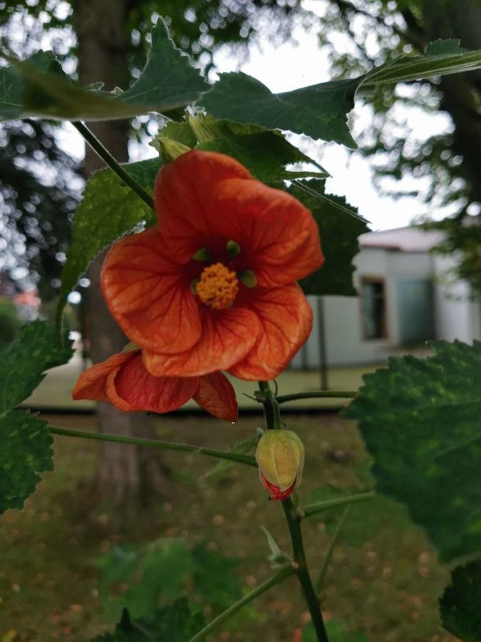 Abutilon darwinii flower