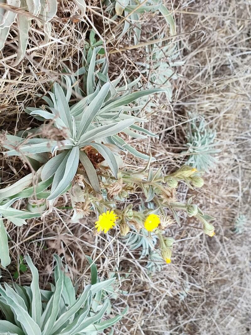 Andryala glandulosa leaf
