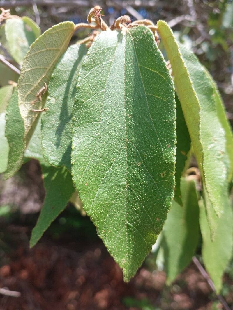 Grewia pervillei — search result for 'Grewia'