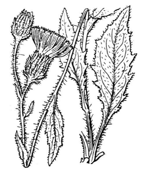 Hieracium bocconei other