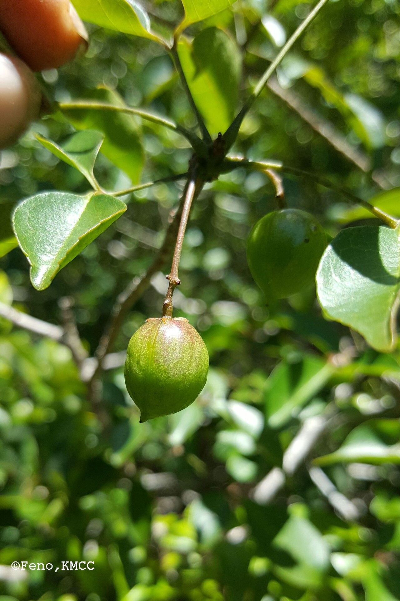 Commiphora marchandii fruit