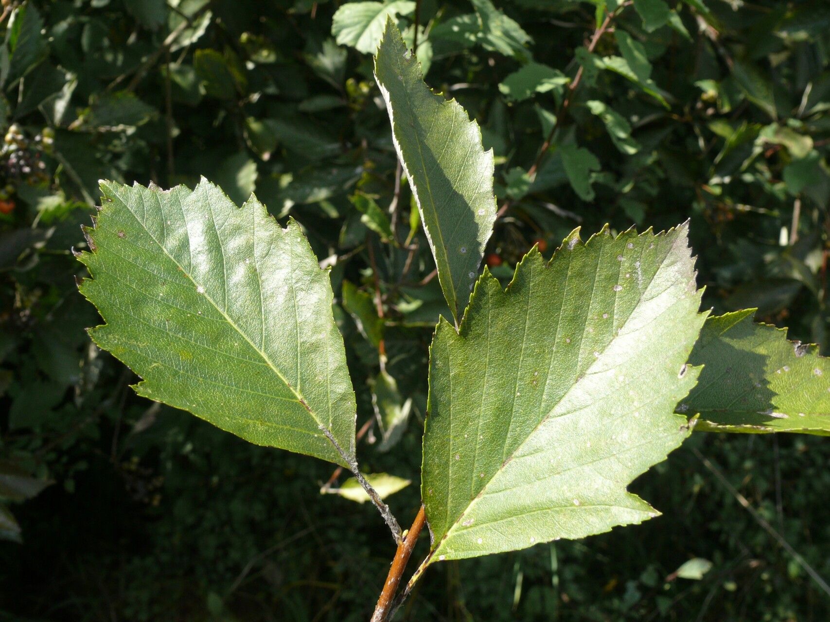 Karpatiosorbus adeana — related species from the same genus