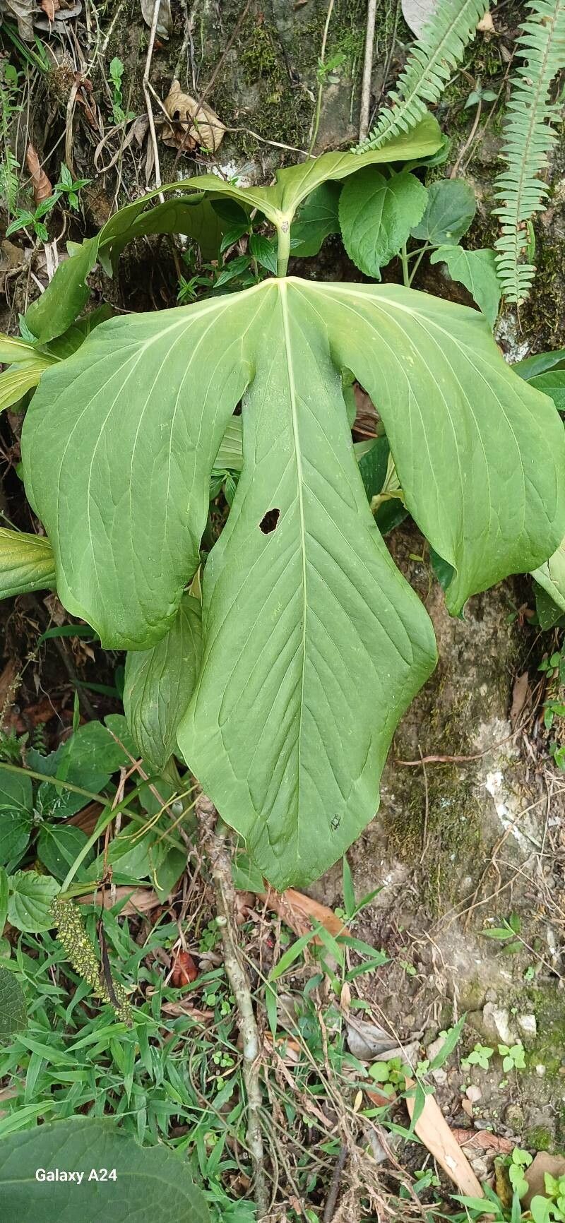 Anthurium trilobum — houseplant care guide