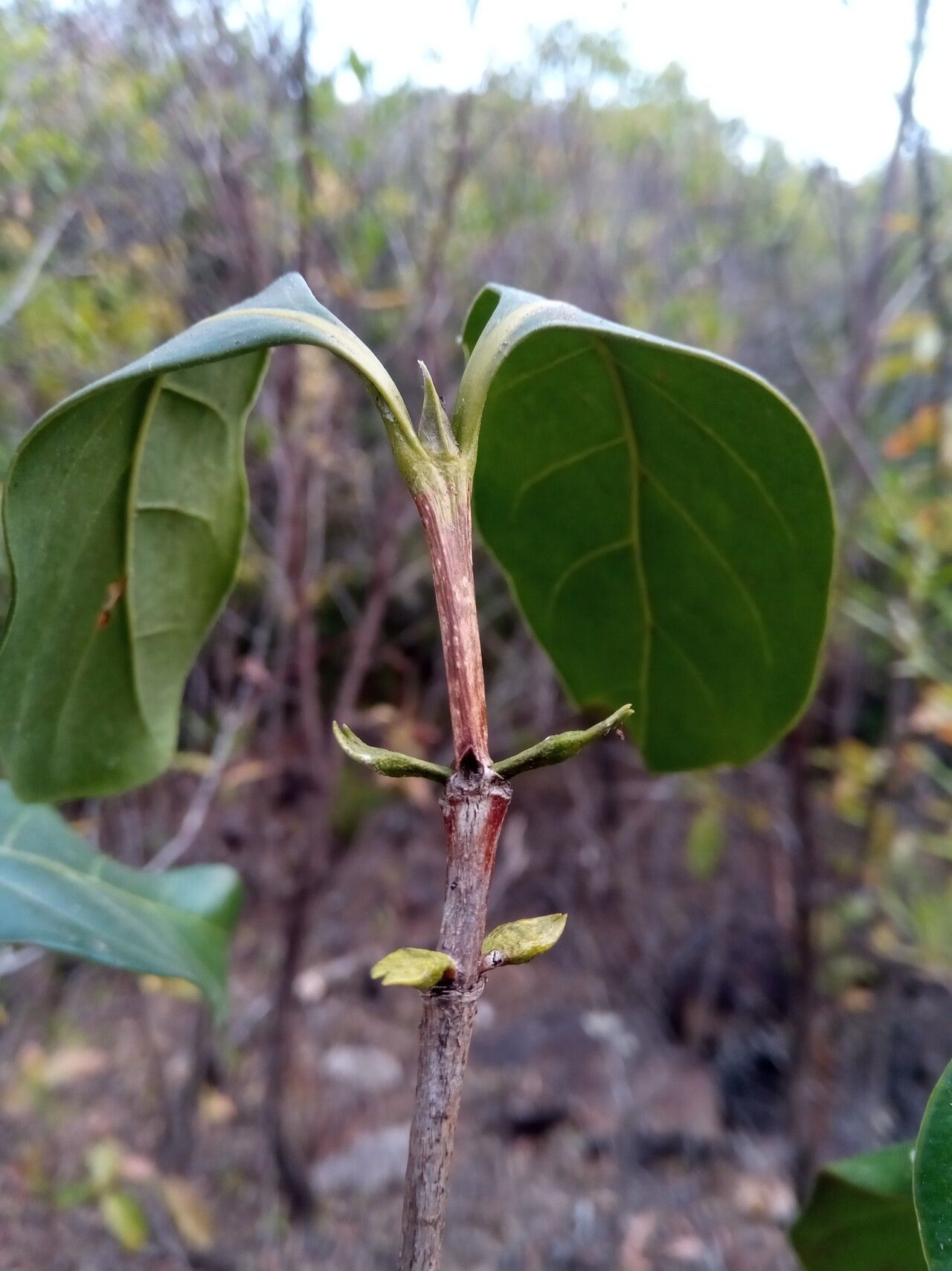Pyrostria mandrarensis bark