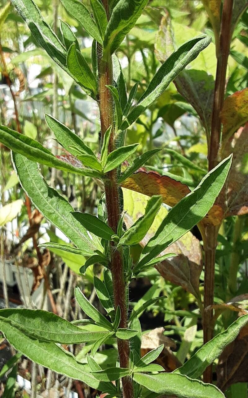 Helianthus microcephalus bark