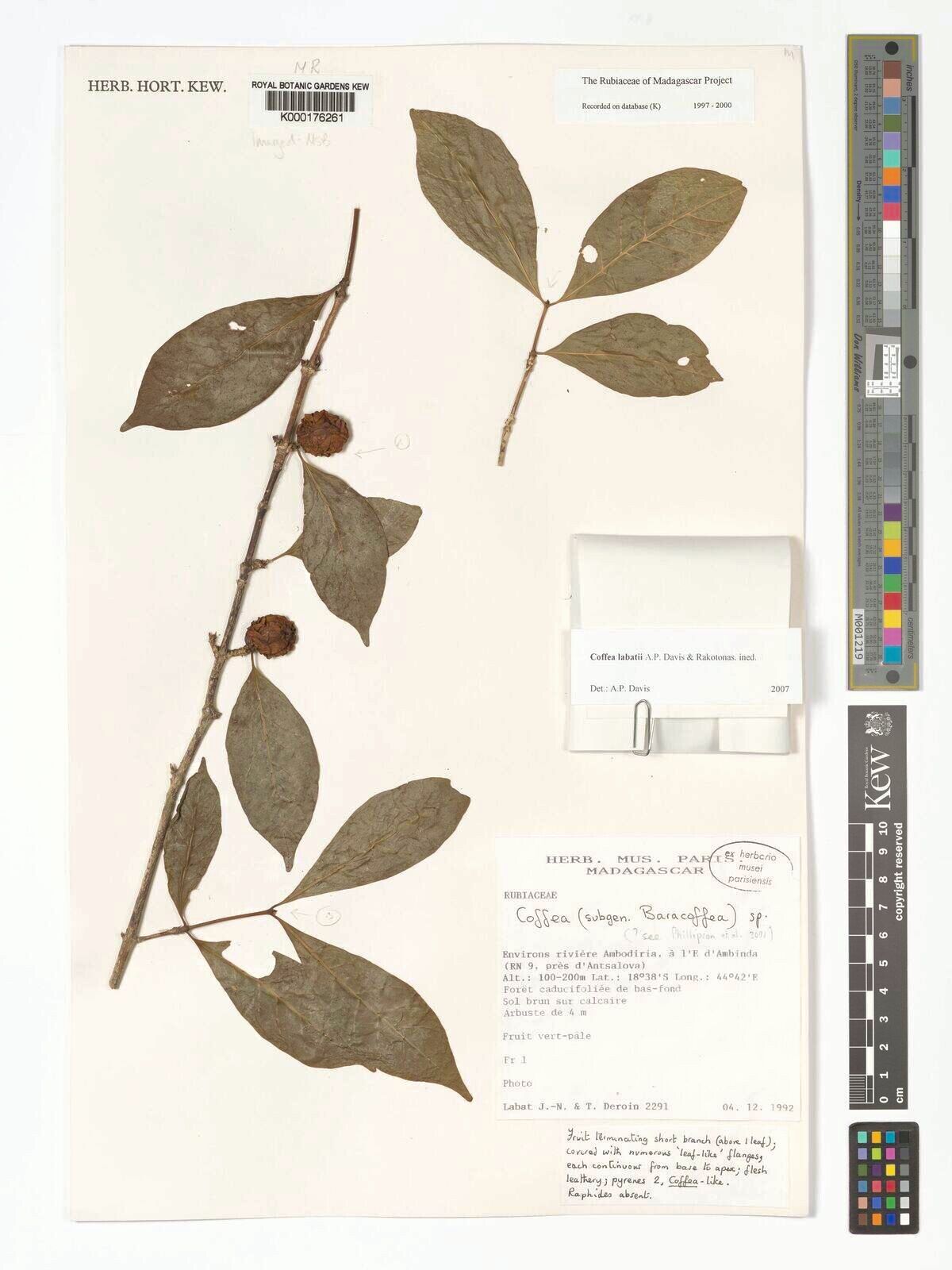 Coffea labatii — houseplant care guide