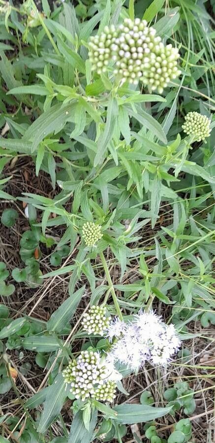 Chromolaena arnottiana habit