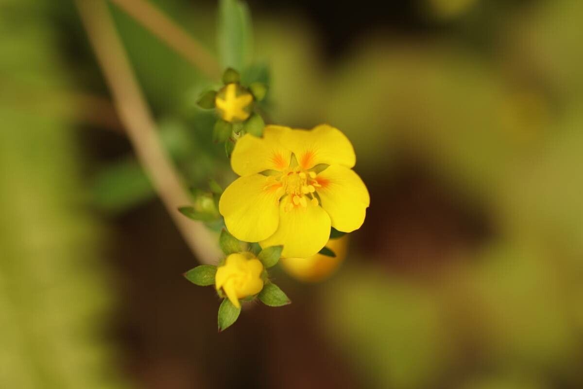 Potentilla togasii — search result for 'Potentilla'