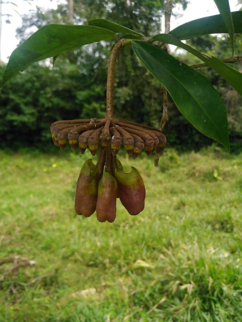 Marcgravia nepenthoides fruit