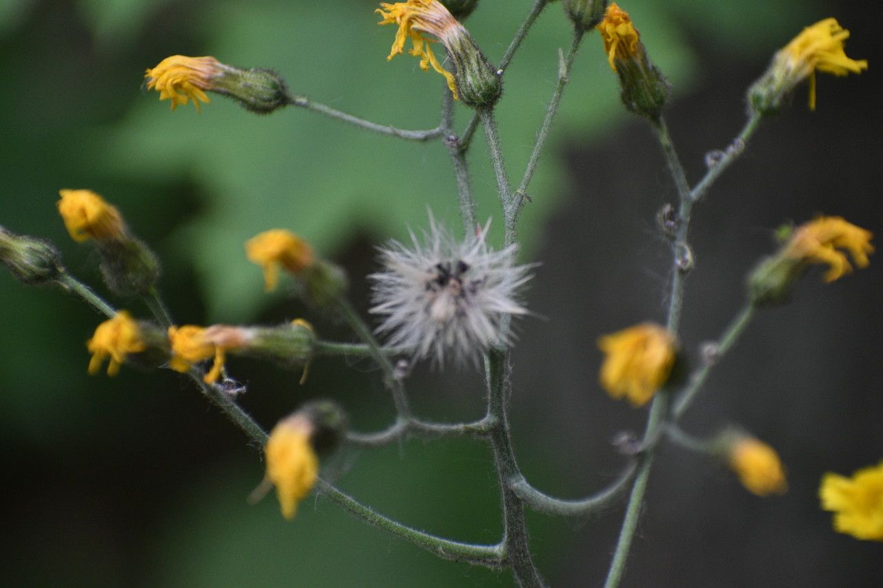 Hieracium laevigatum fruit