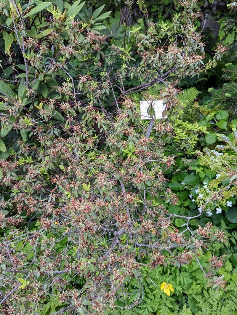 Rhododendron oreotrephes habit