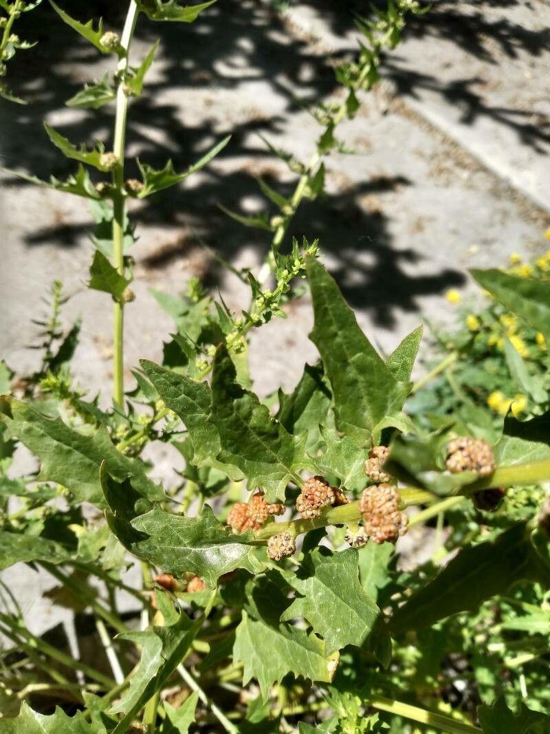 Chenopodium capitatum fruit