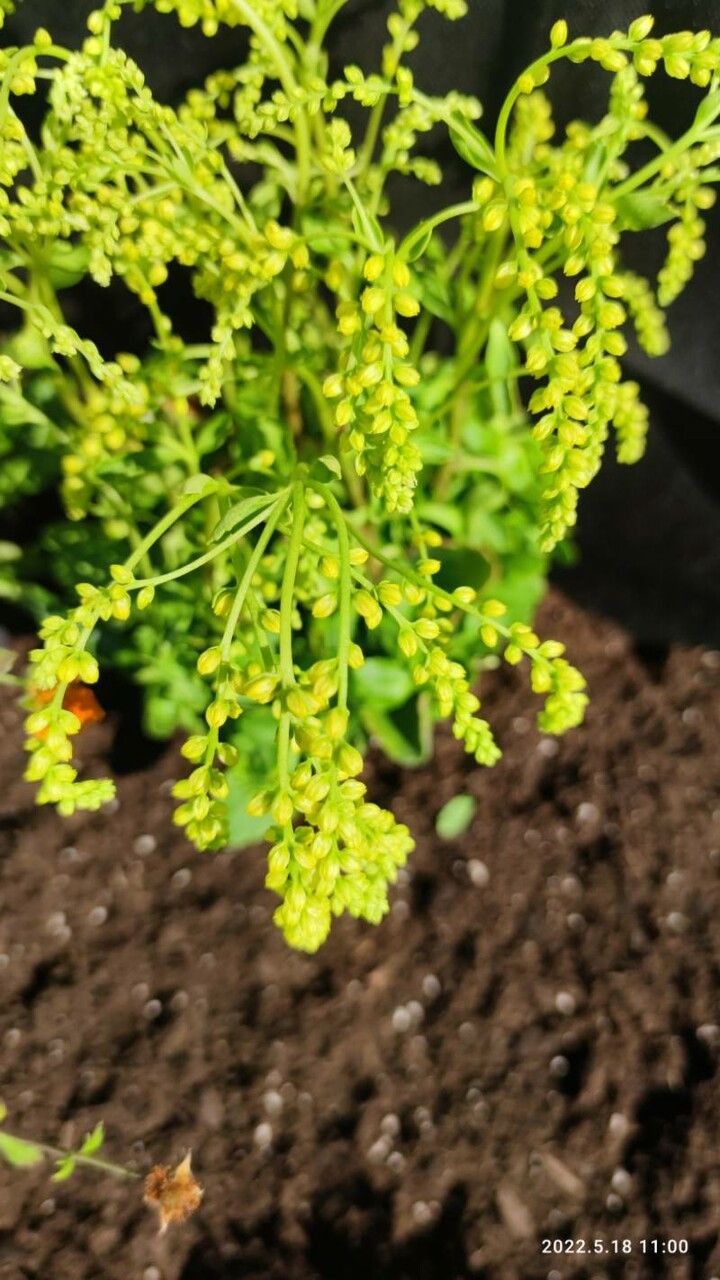 Chiastophyllum oppositifolium fruit