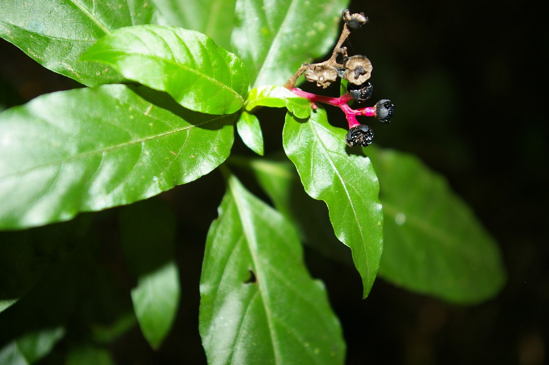 Pleuropetalum sprucei flower