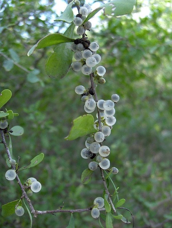 Phaulothamnus spinescens fruit