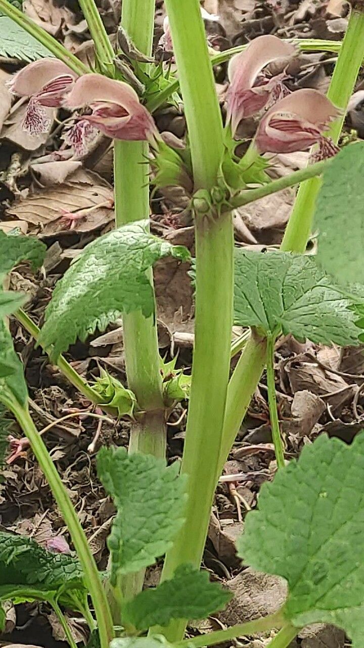 Lamium orvala bark