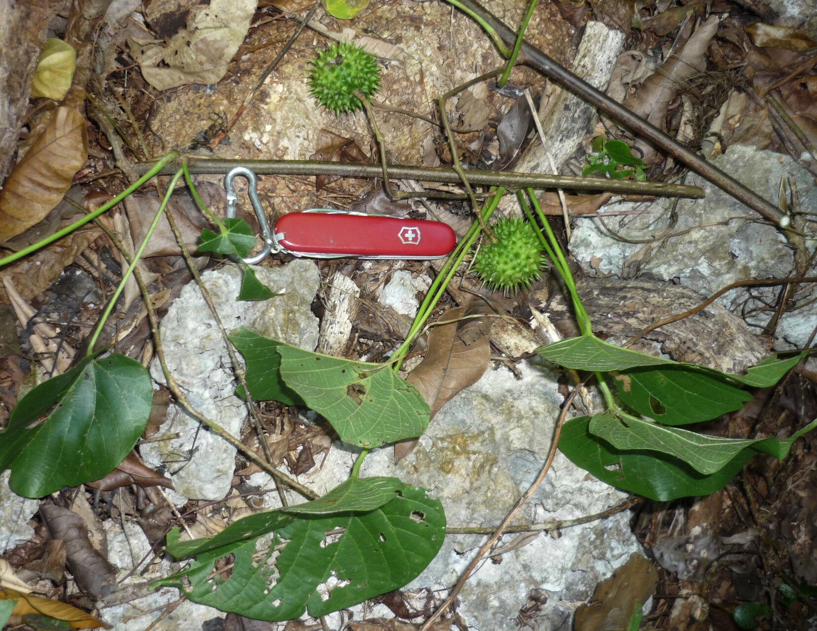 Ayenia angulata — related species from the same genus