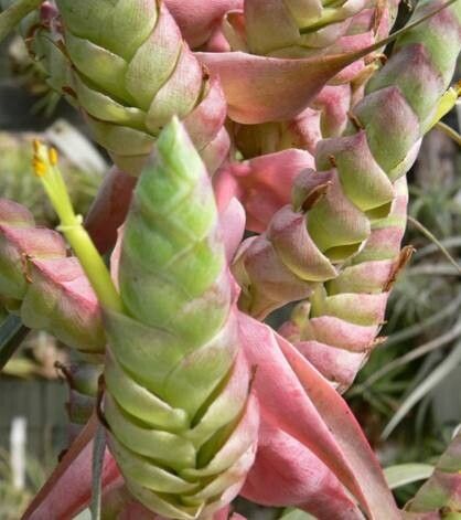 Tillandsia kalmbacheri — houseplant care guide