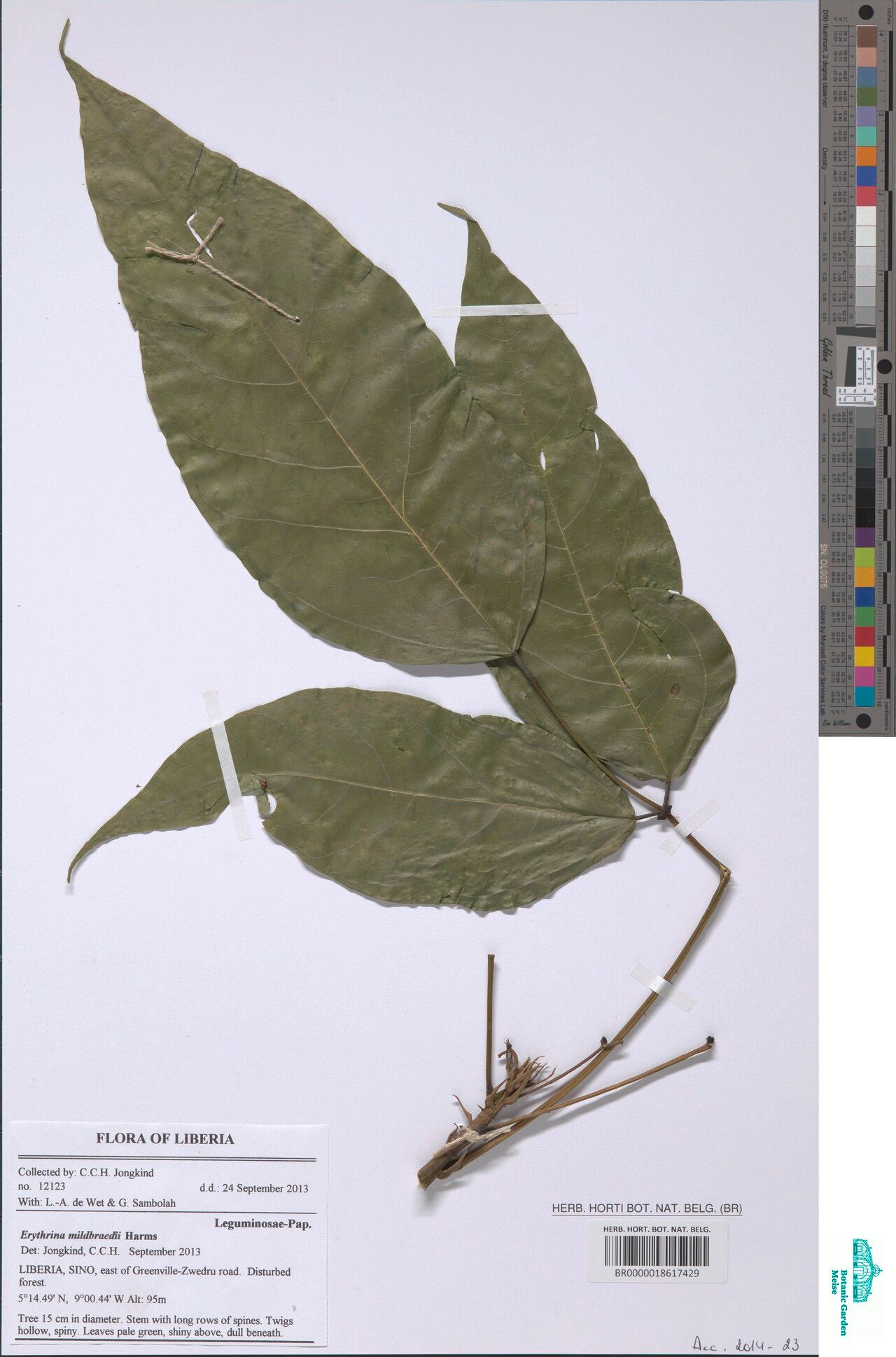 Erythrina mildbraedii — houseplant care guide