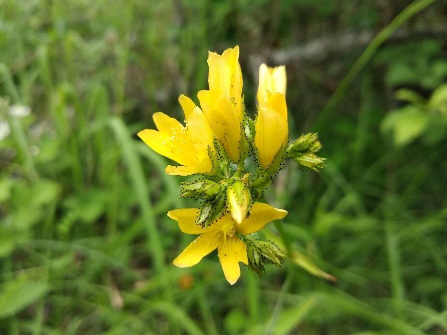 Hypericum montanum flower
