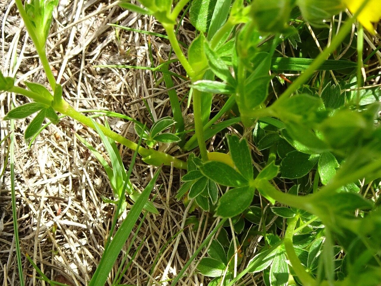Potentilla aurea leaf