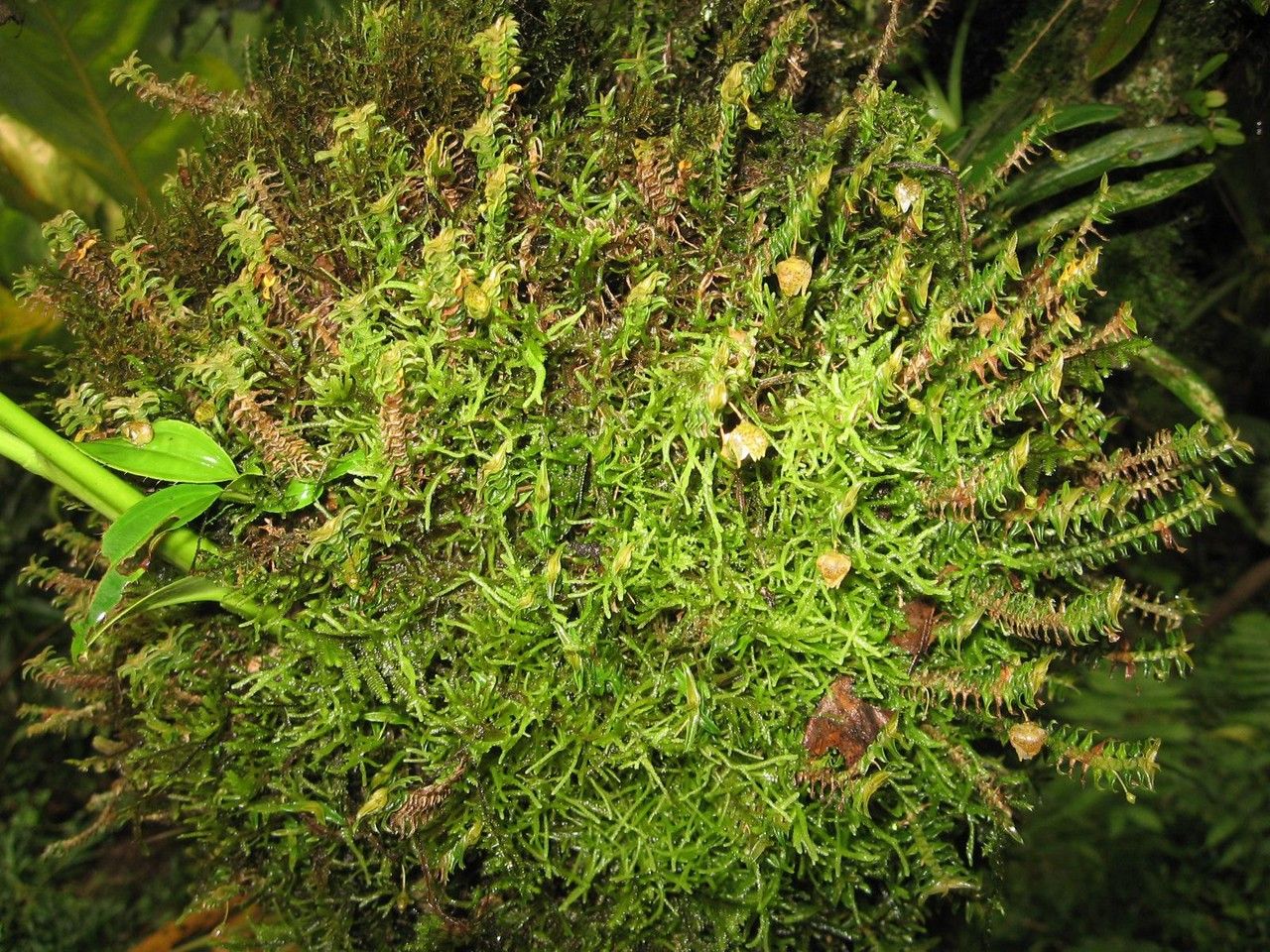 Dichaea hystricina habit