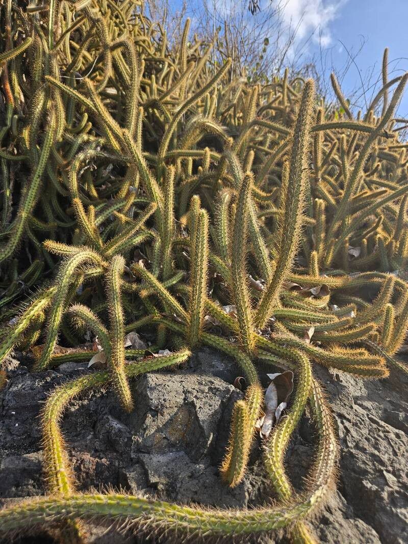 Cereus insularis — search result for 'Cereus'