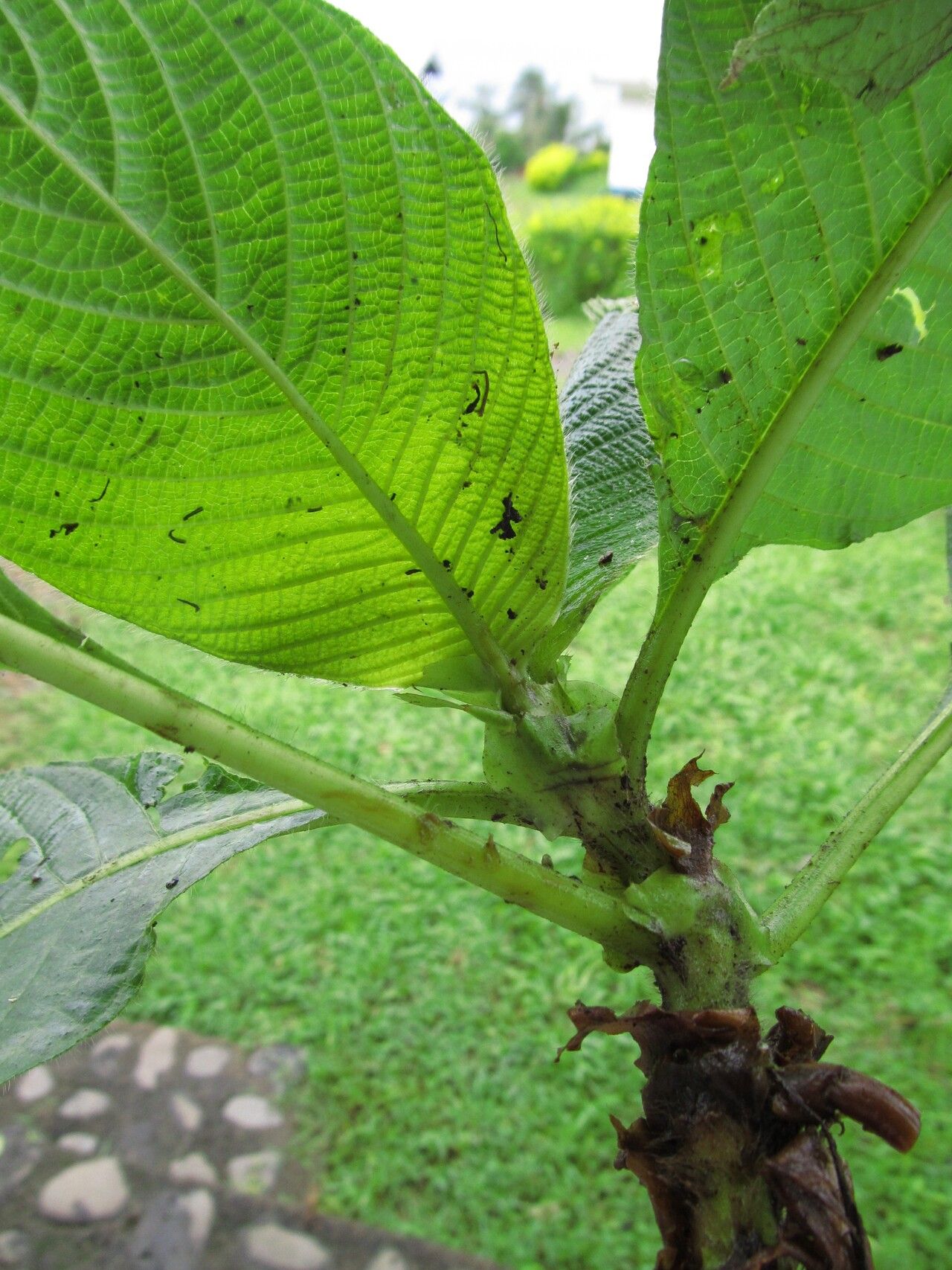 Sabicea urbaniana leaf