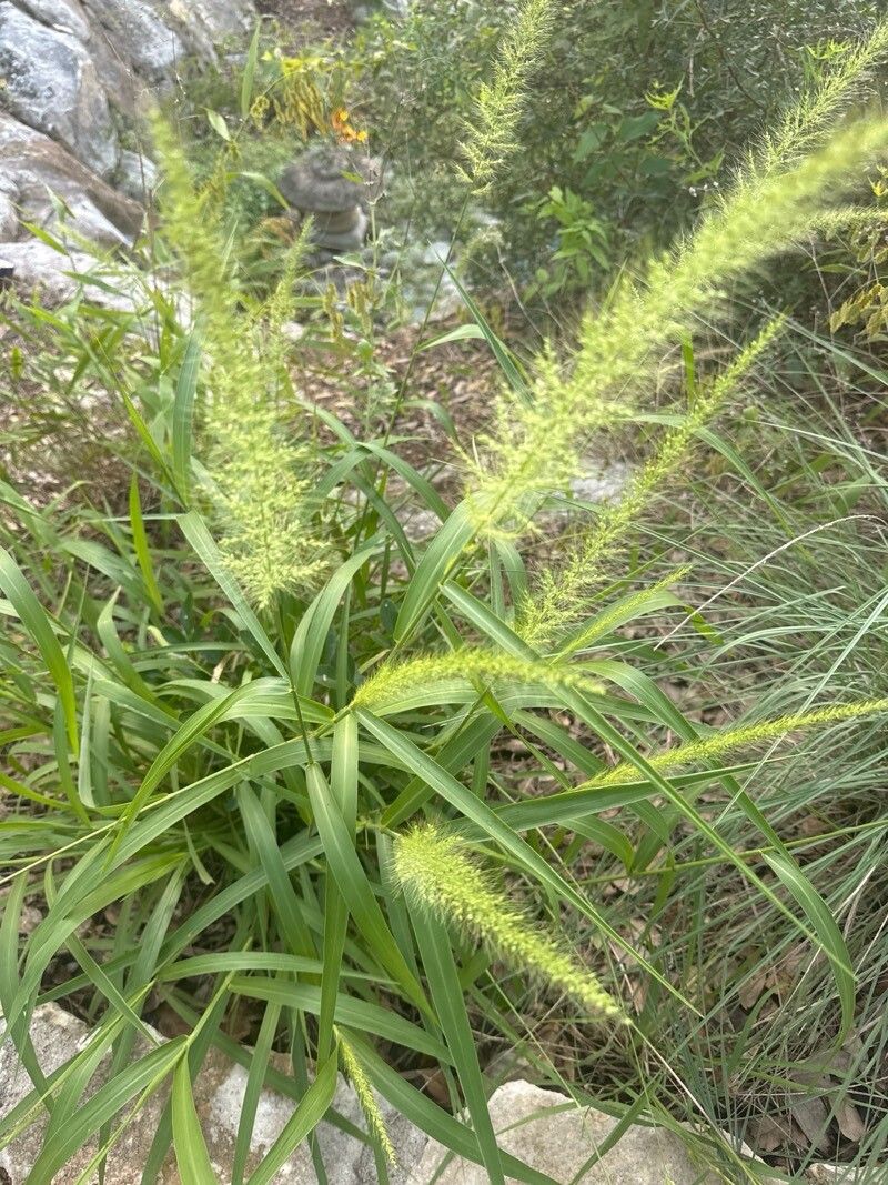 Setaria scheelei flower