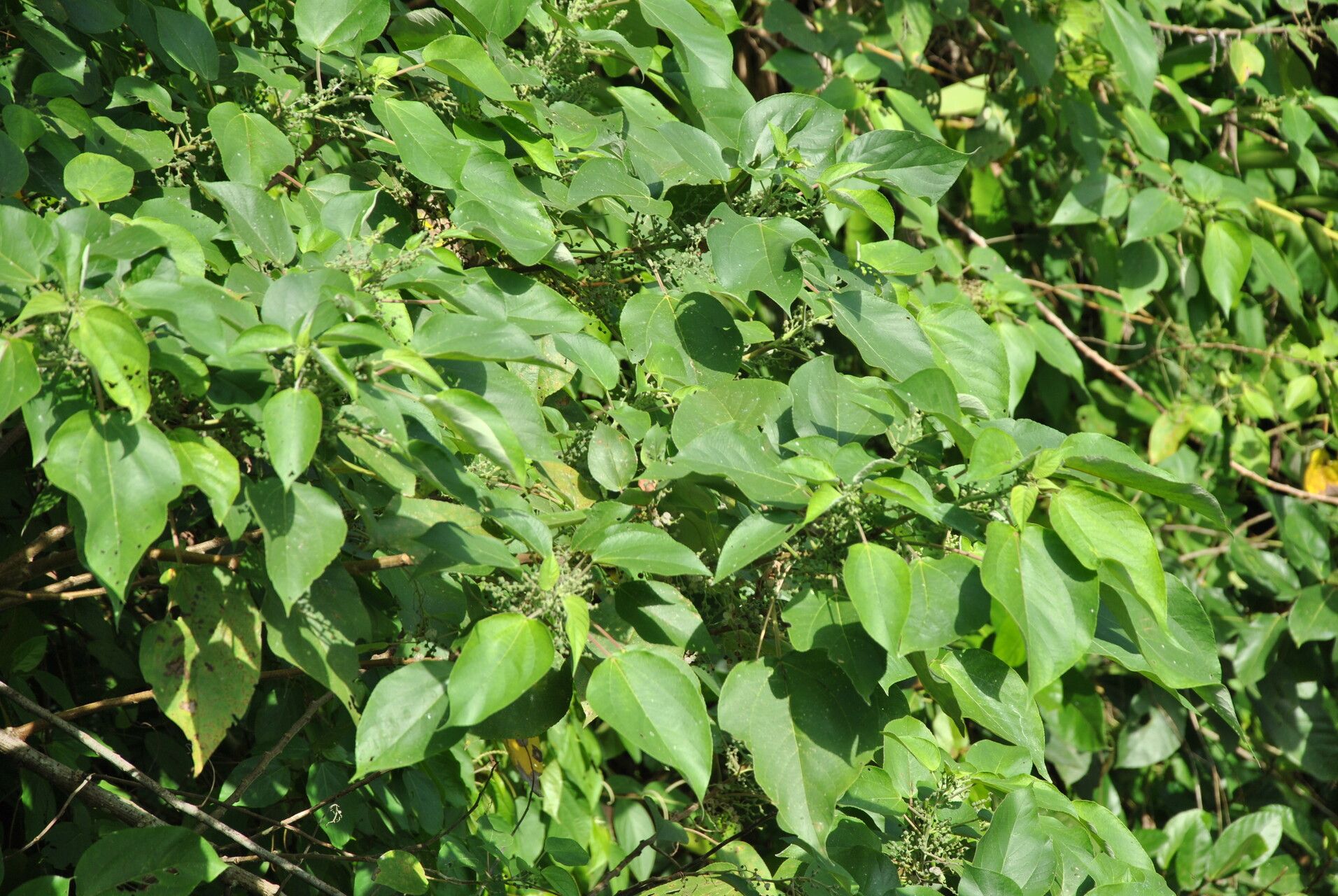 Acalypha caturus other