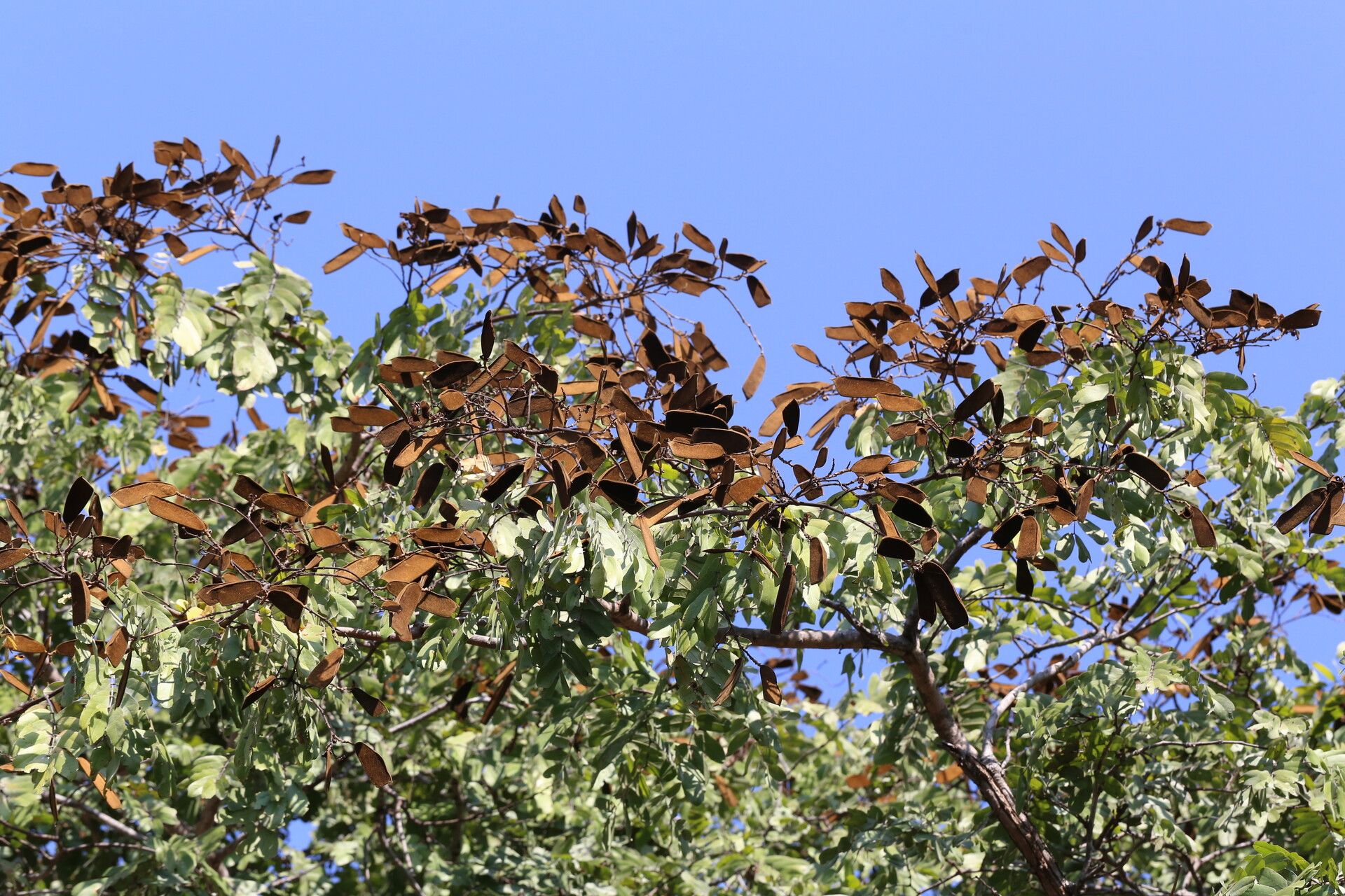 Julbernardia globiflora fruit