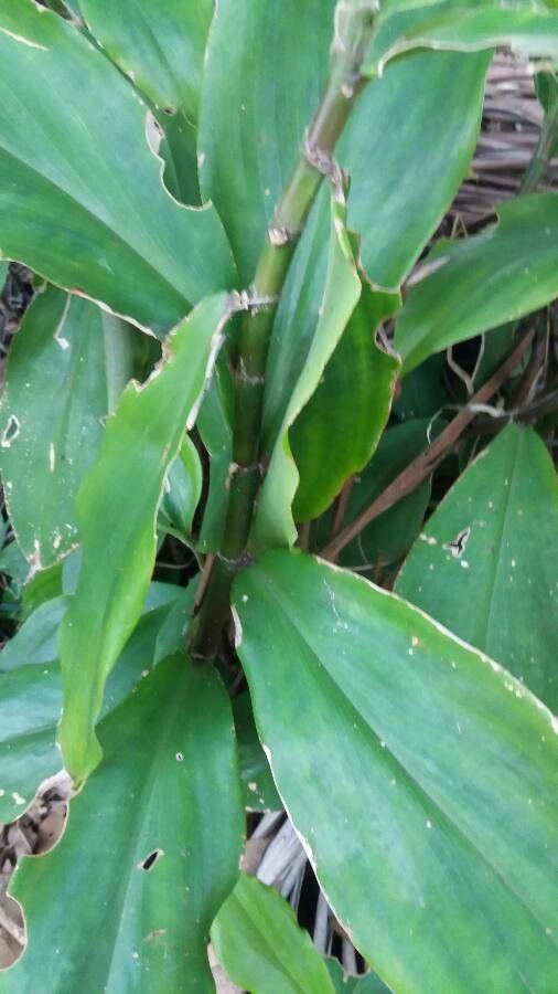 Costus spiralis bark