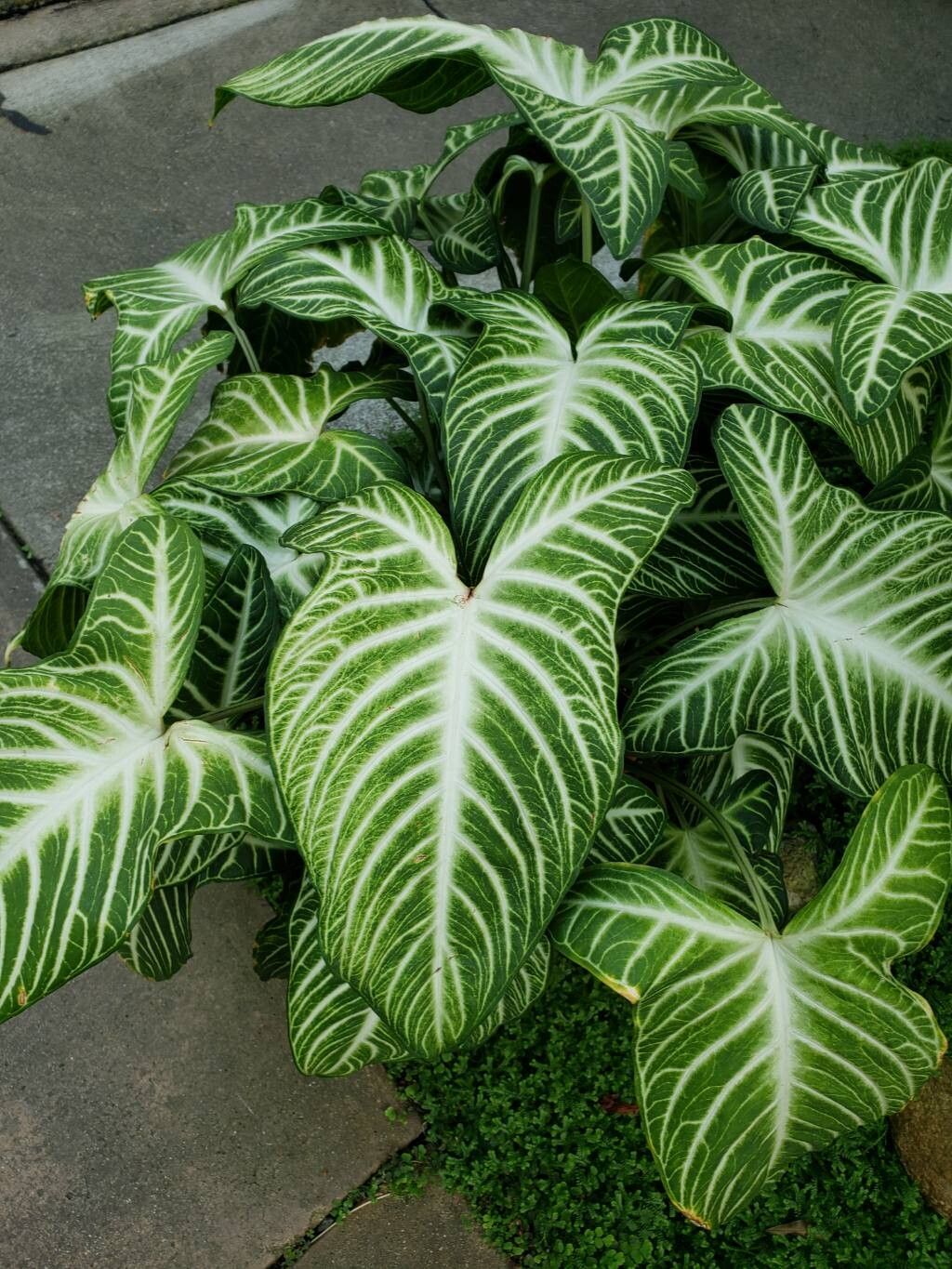 Xanthosoma lindenii — related species from the same genus