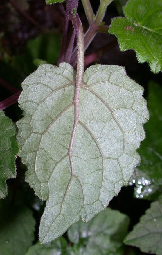 Scutellaria galerita leaf