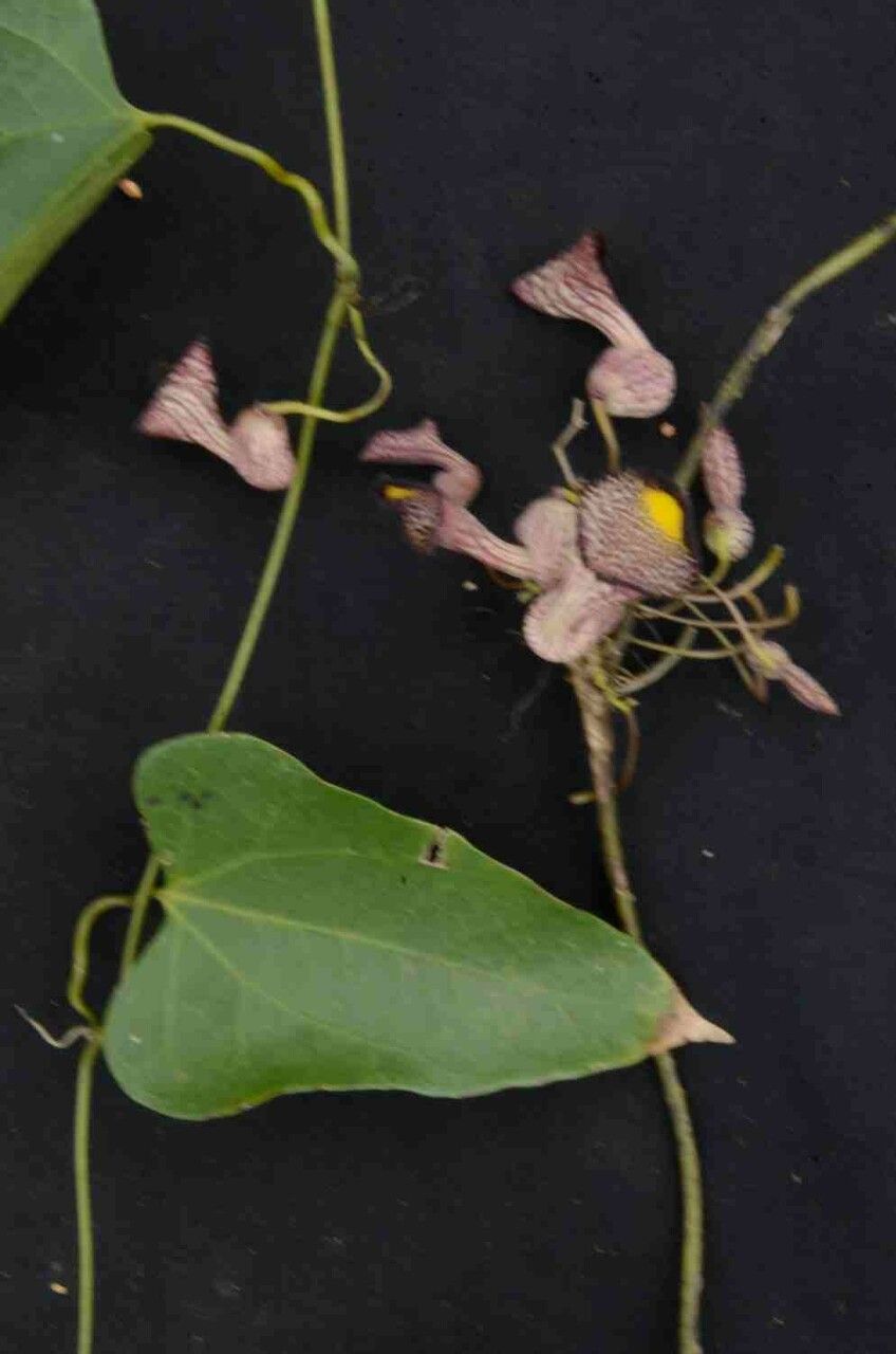Aristolochia triangularis flower