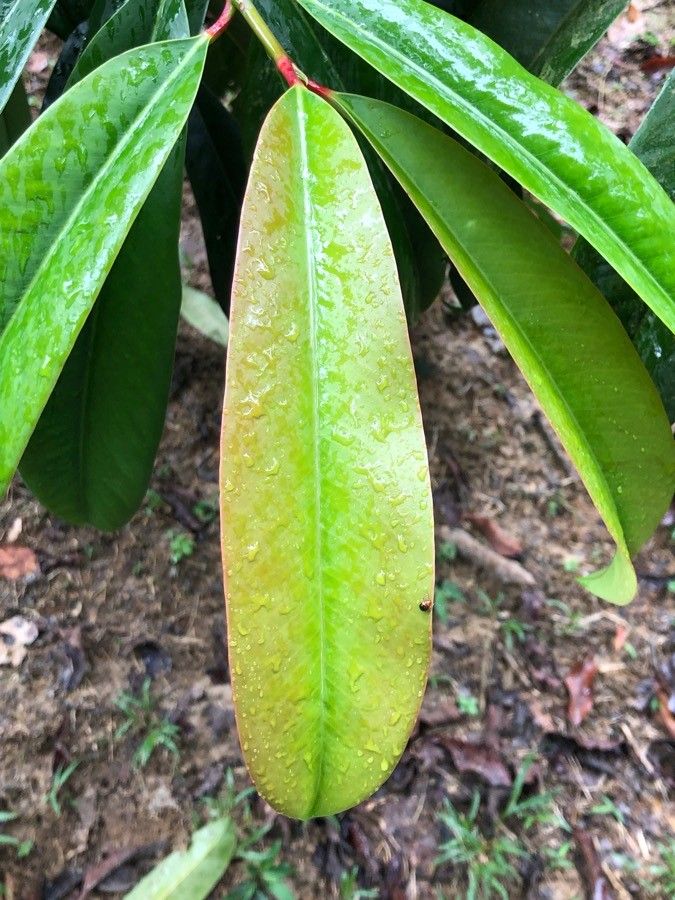 Garcinia atroviridis — houseplant care guide