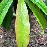 Garcinia atroviridis