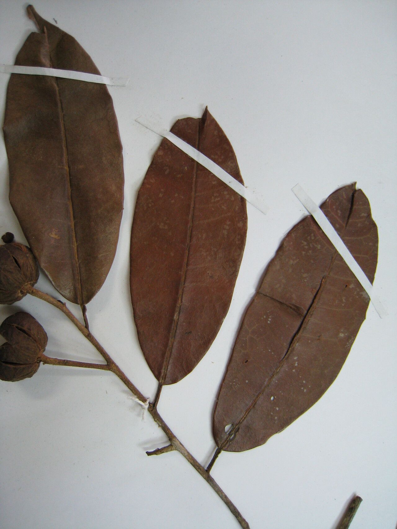 Esenbeckia cowanii — related species from the same genus