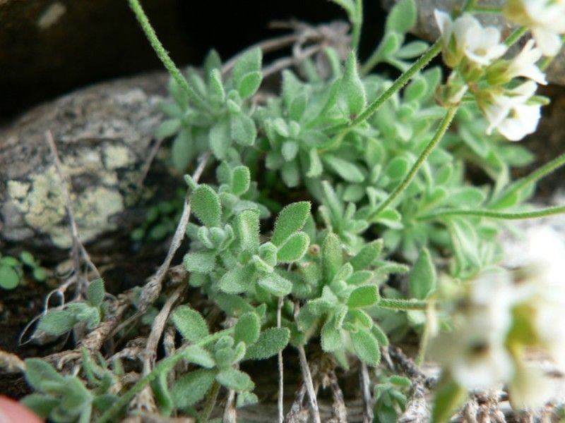 Draba subnivalis — houseplant care guide