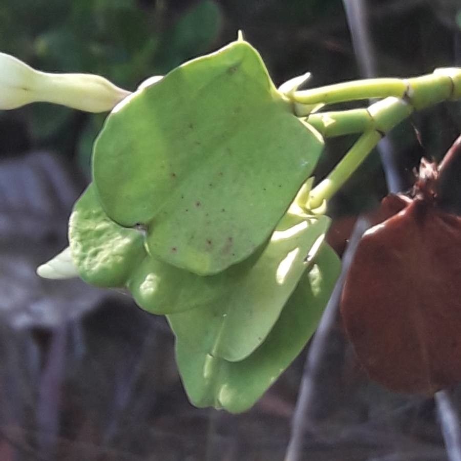 Cerberiopsis obtusifolia fruit