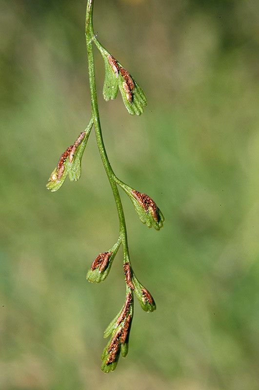 Asplenium x alternifolium fruit