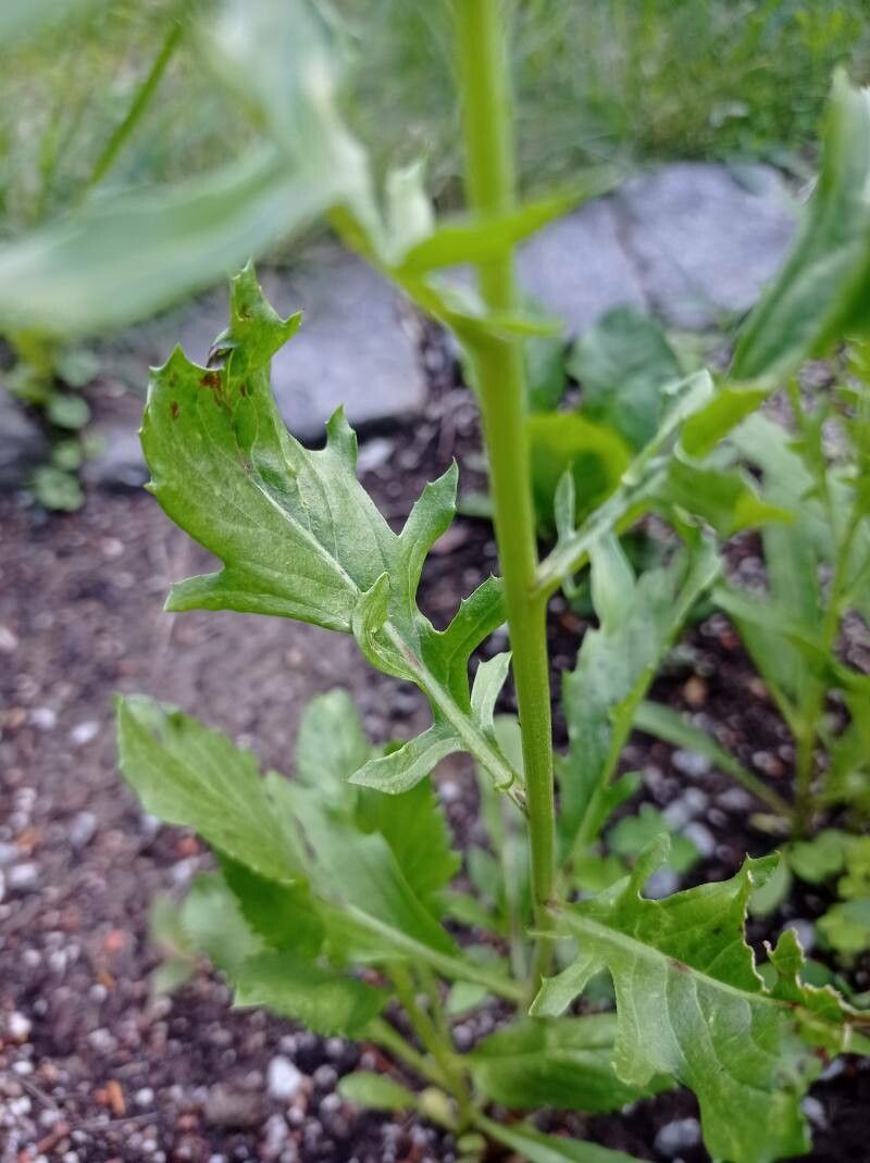 Centaurea imperialis — houseplant care guide